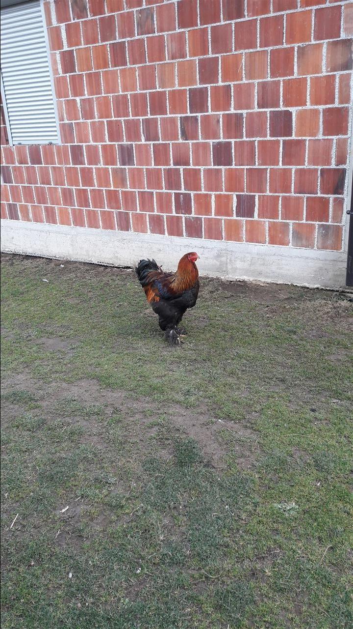 Brahama