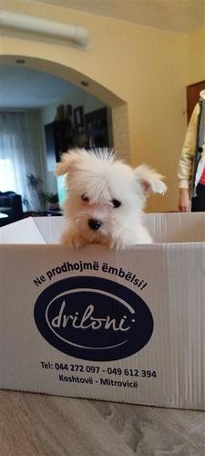 Maltezer mini