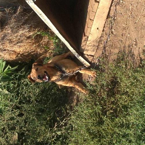 terrier 