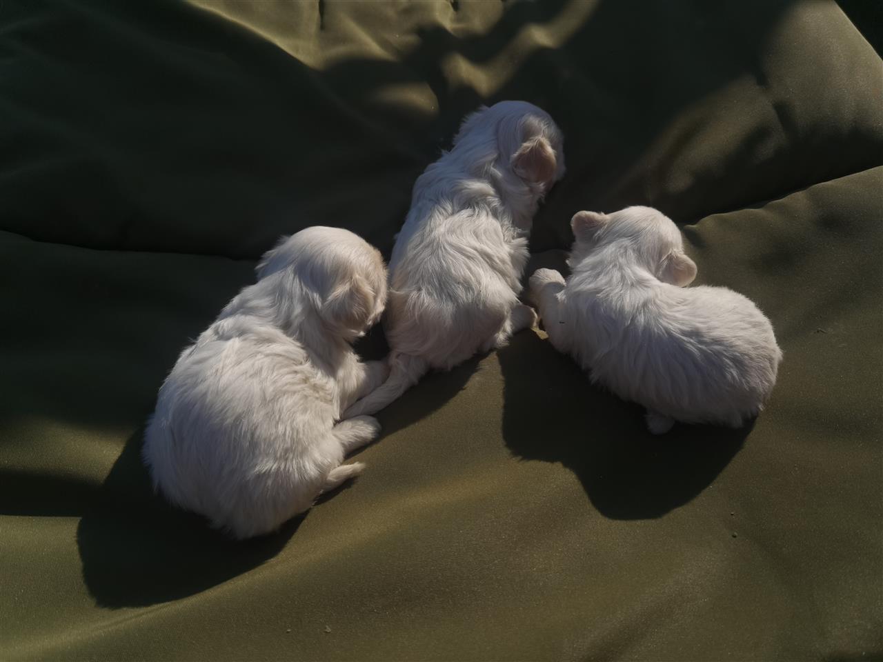 MINI-MALTEZER