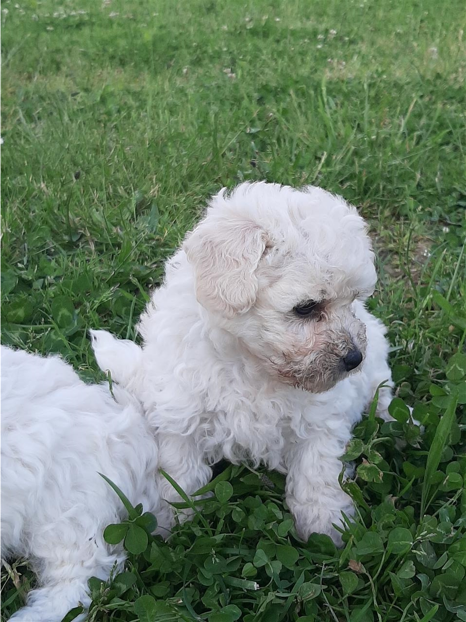 Bichon-