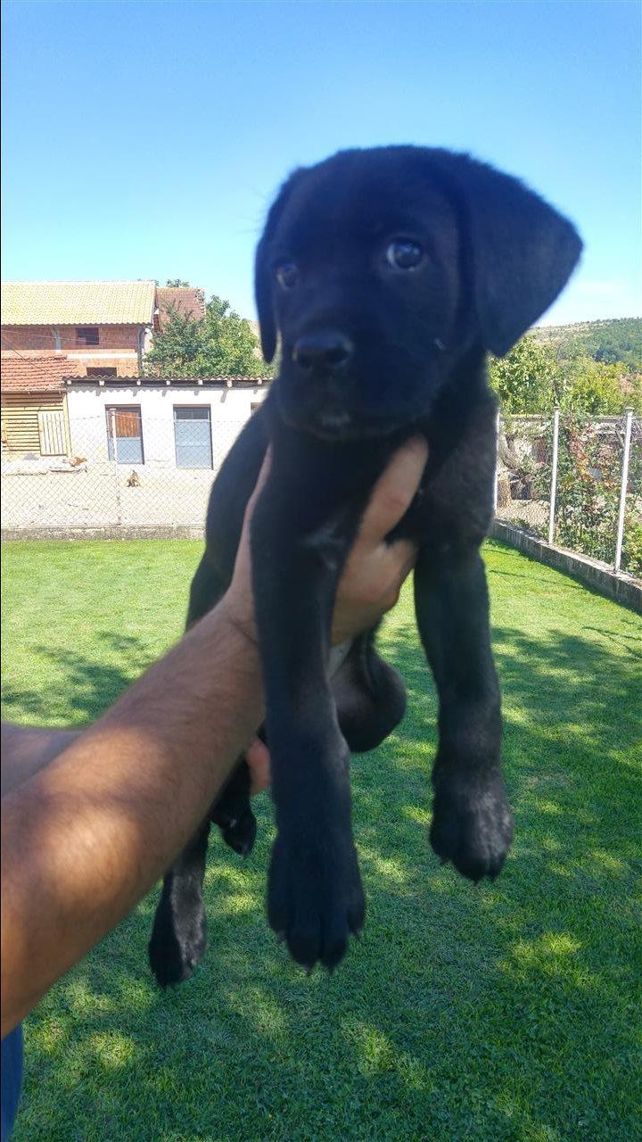 Cane-corso