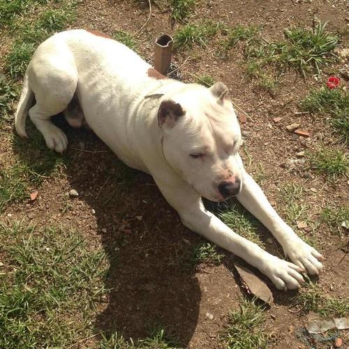 Pitbull 