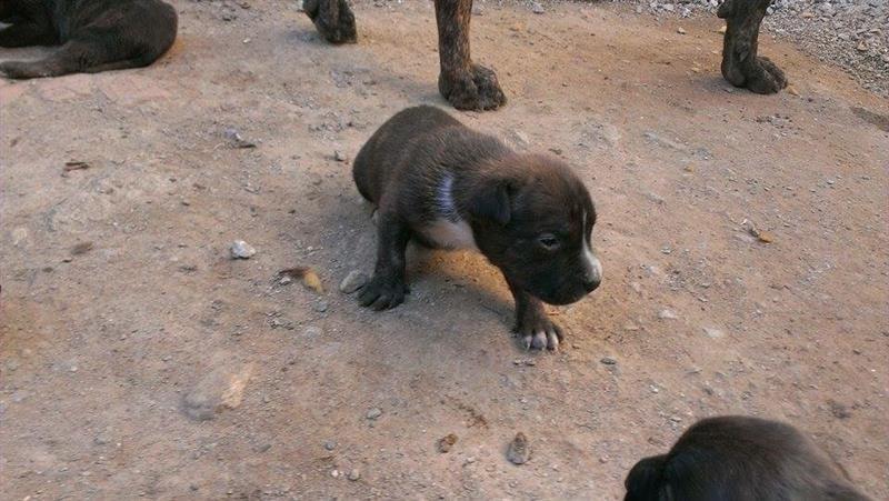 Pitbull