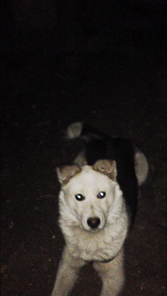 -Husky-
