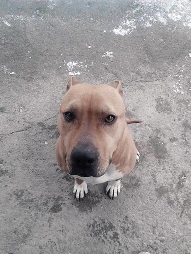 Pitbull 