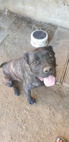Cane corso