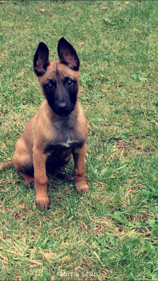 Belg-malinois