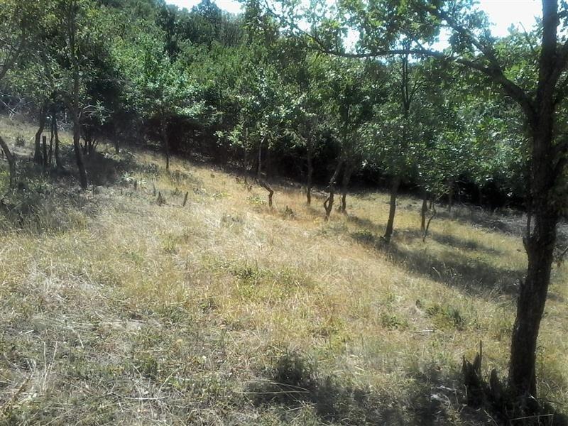Truall-në-Sofali