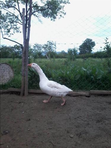 gusan