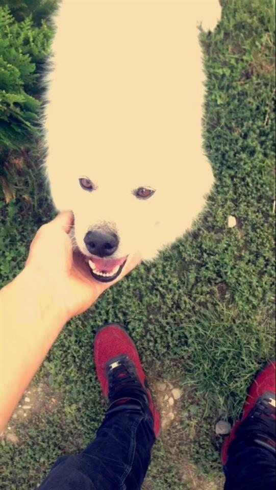 Hasky-samojed