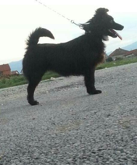 minike