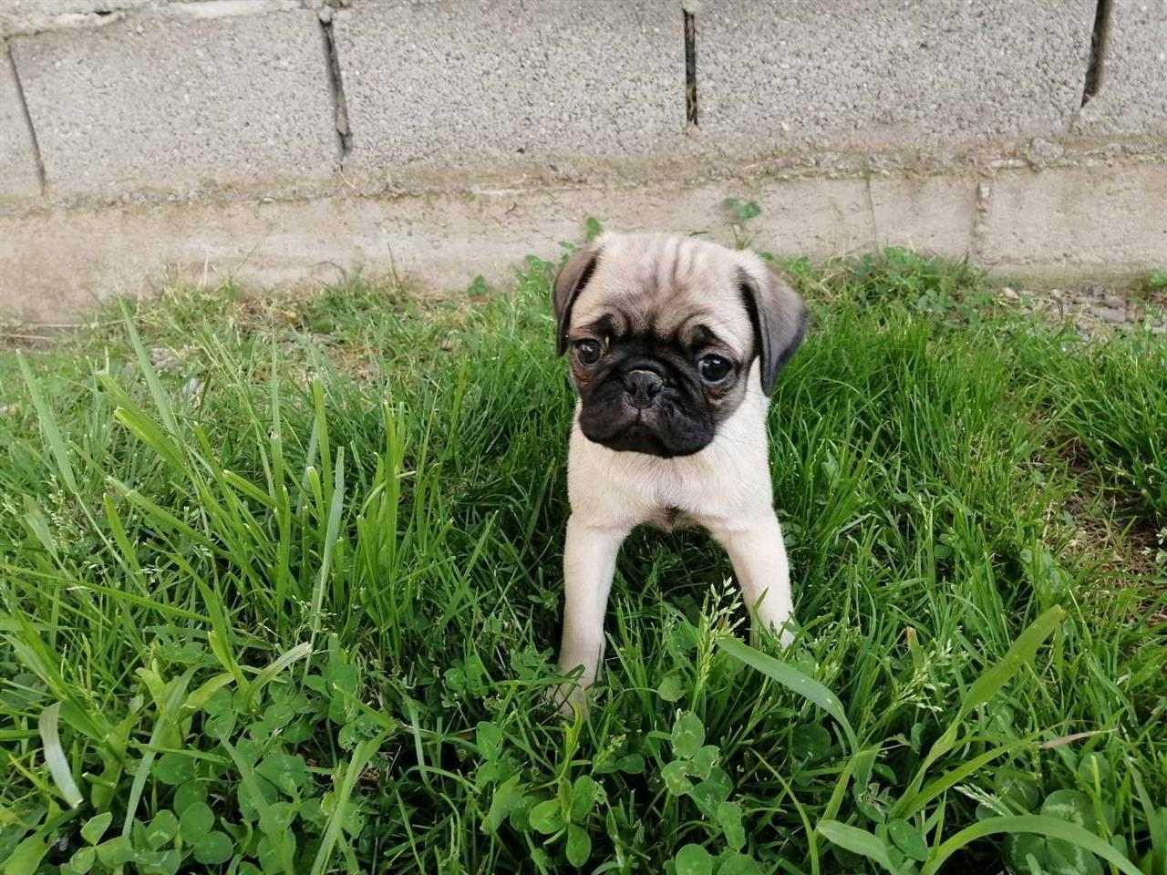Pugg