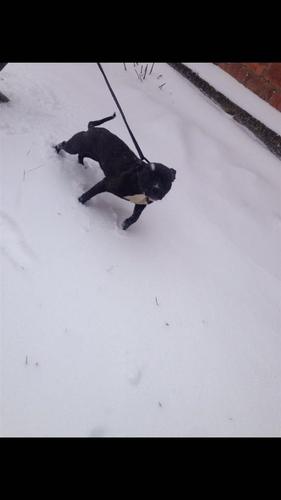 Pit bull 5 mujsh