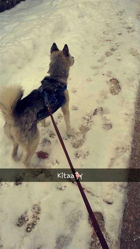 Hasky 