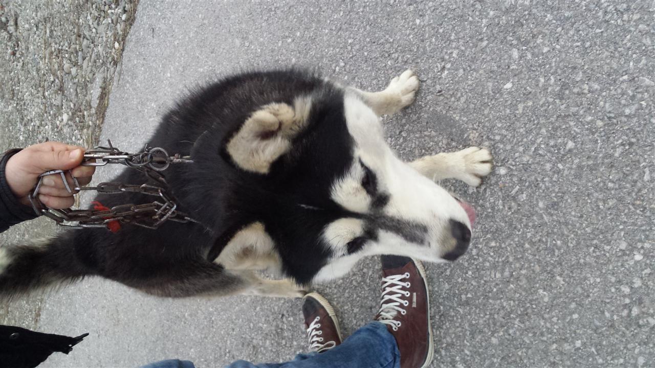 Haski