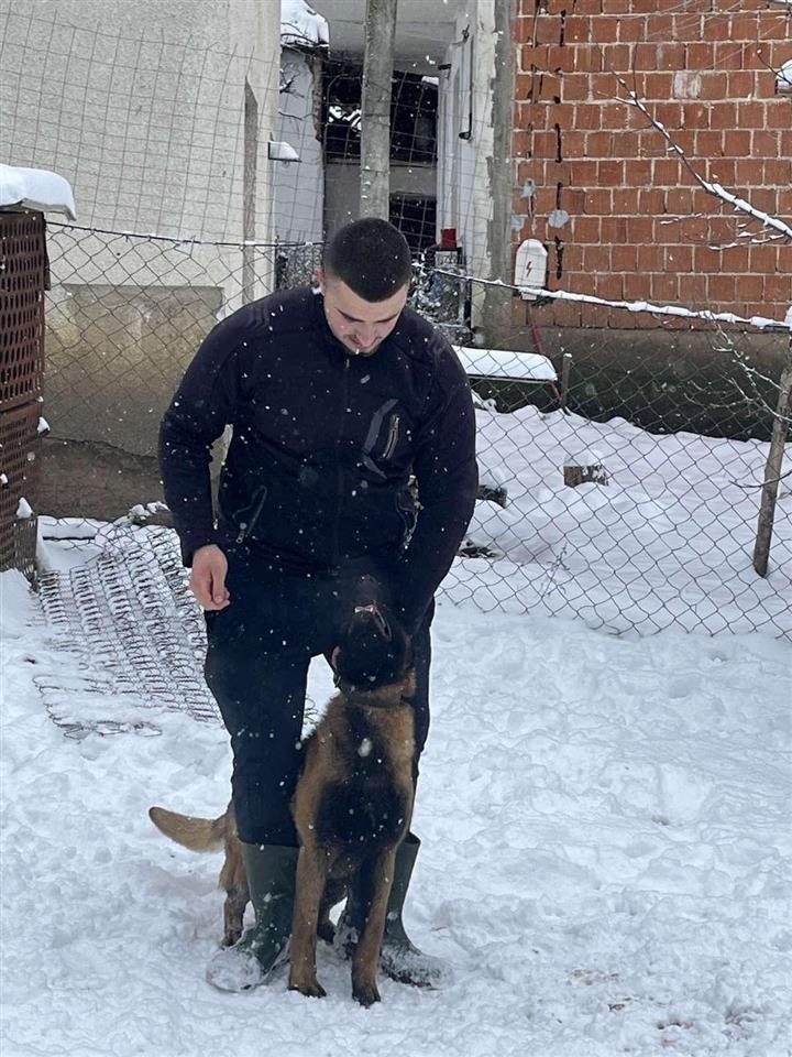 Belg-malinois-