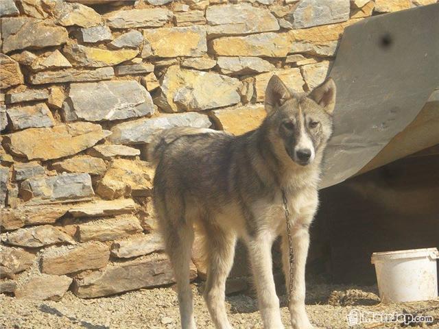 Hasky