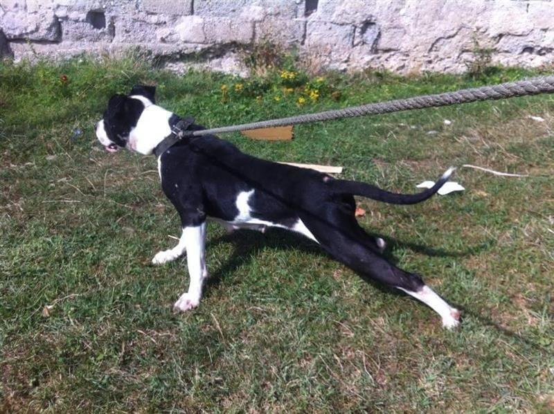 Pitbull