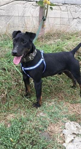 Terrier