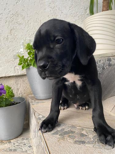 Cane Corso