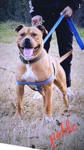 Pitbull