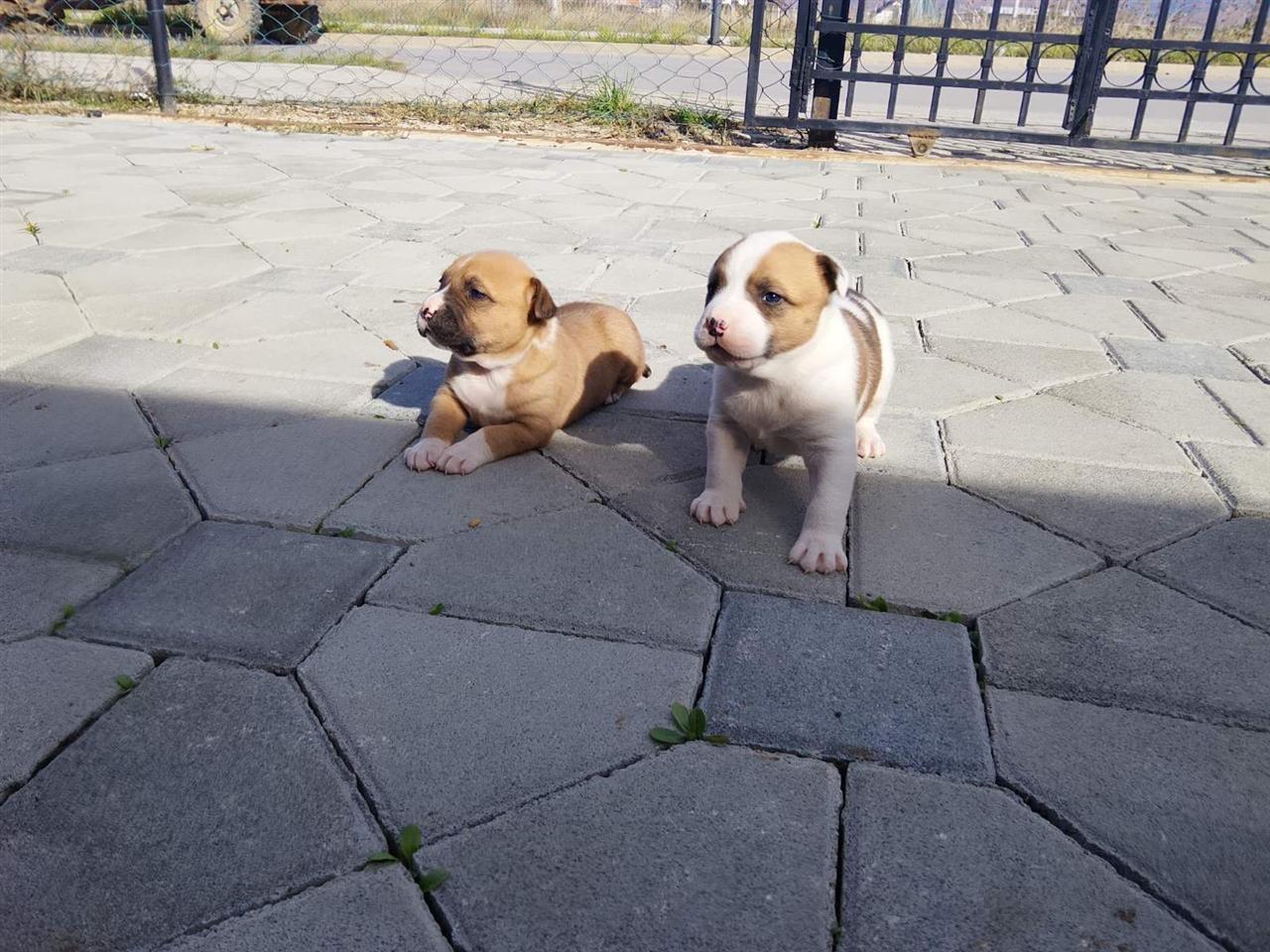 pitbull