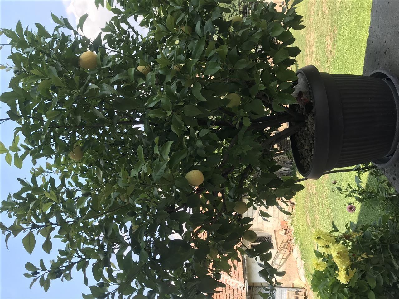 Limon