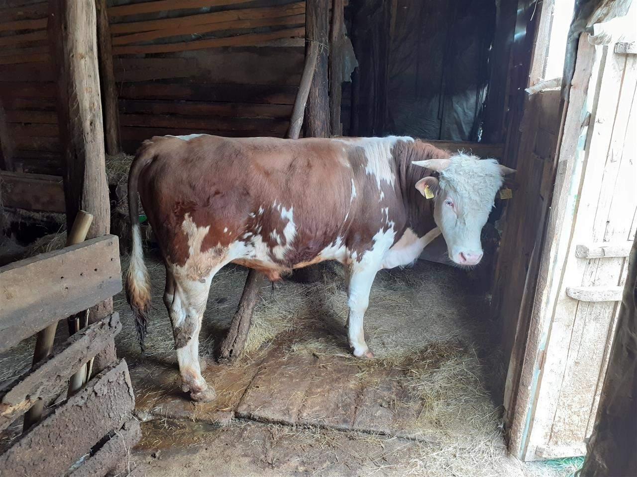 Biku