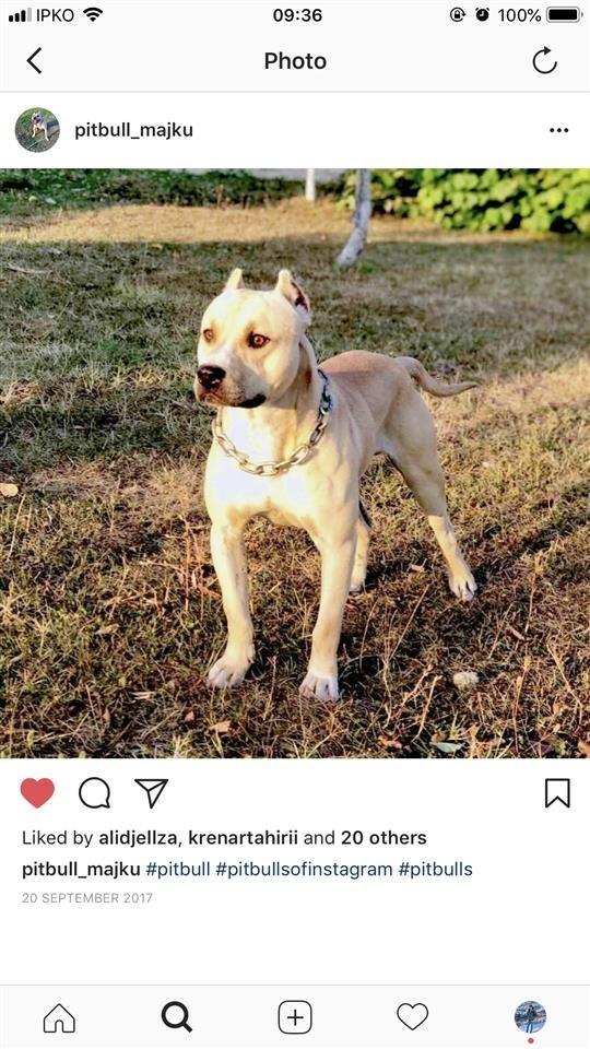 Pitbull