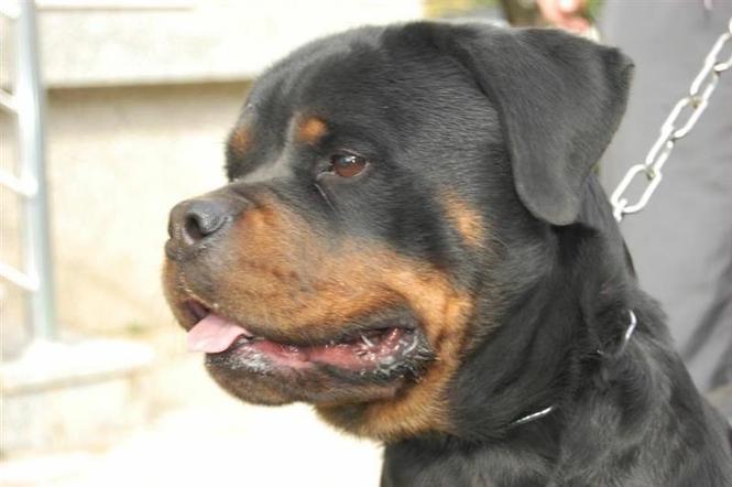 ROTTWEILER