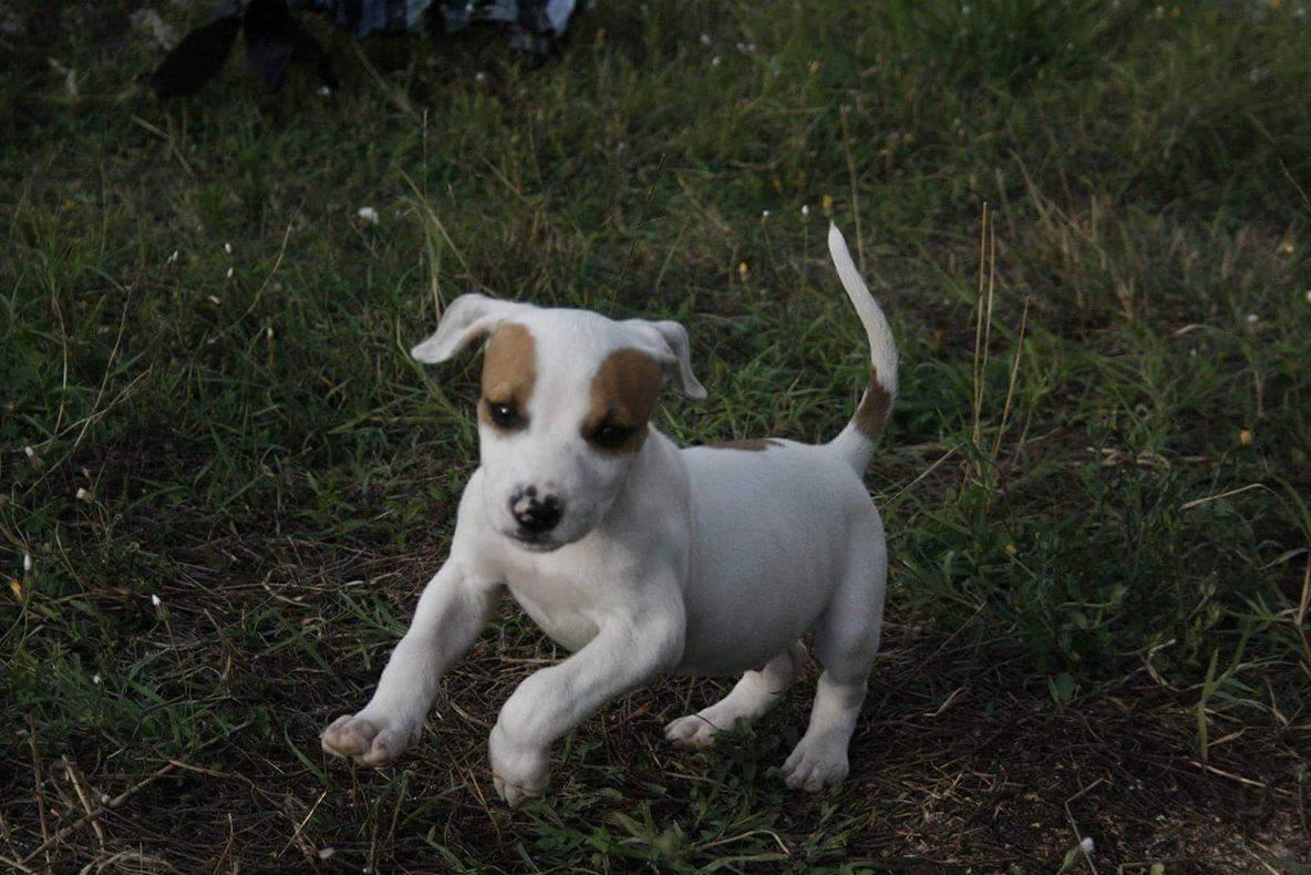 Pitbull
