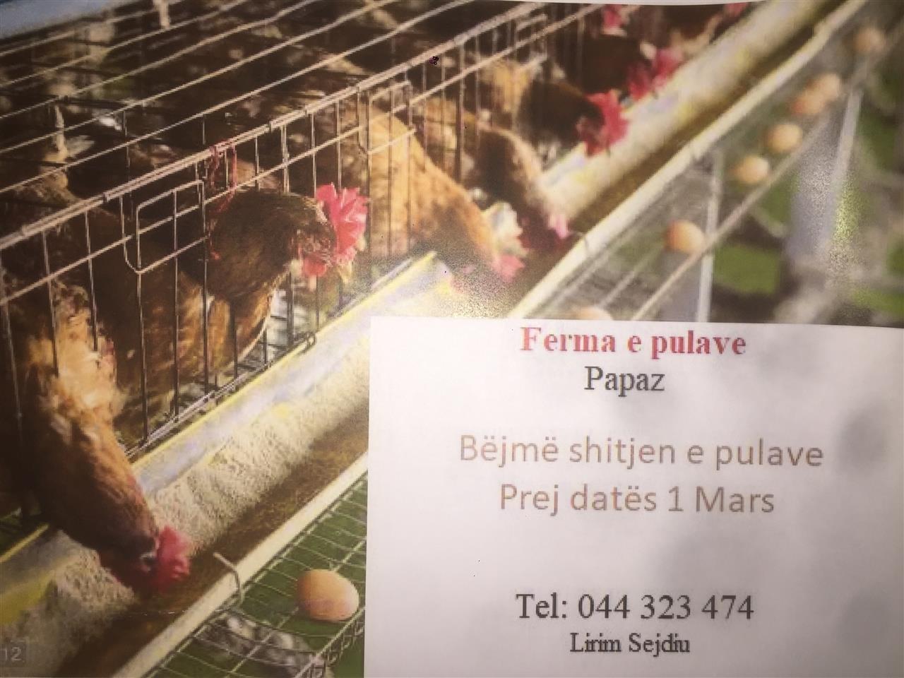 Pula-ne-shitje