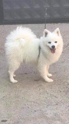 Mini German Spitz