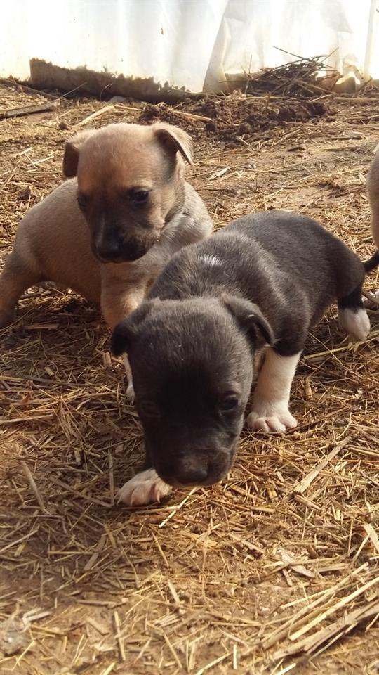 Pitbull
