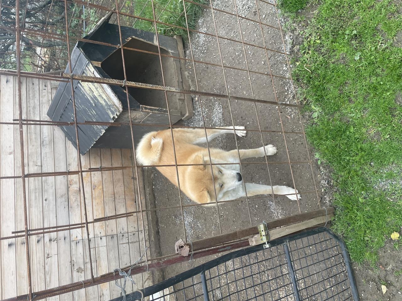 Akita