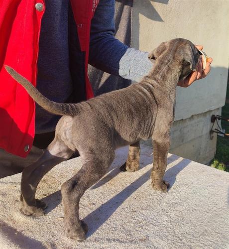 Cane Corso