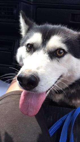 qen husky