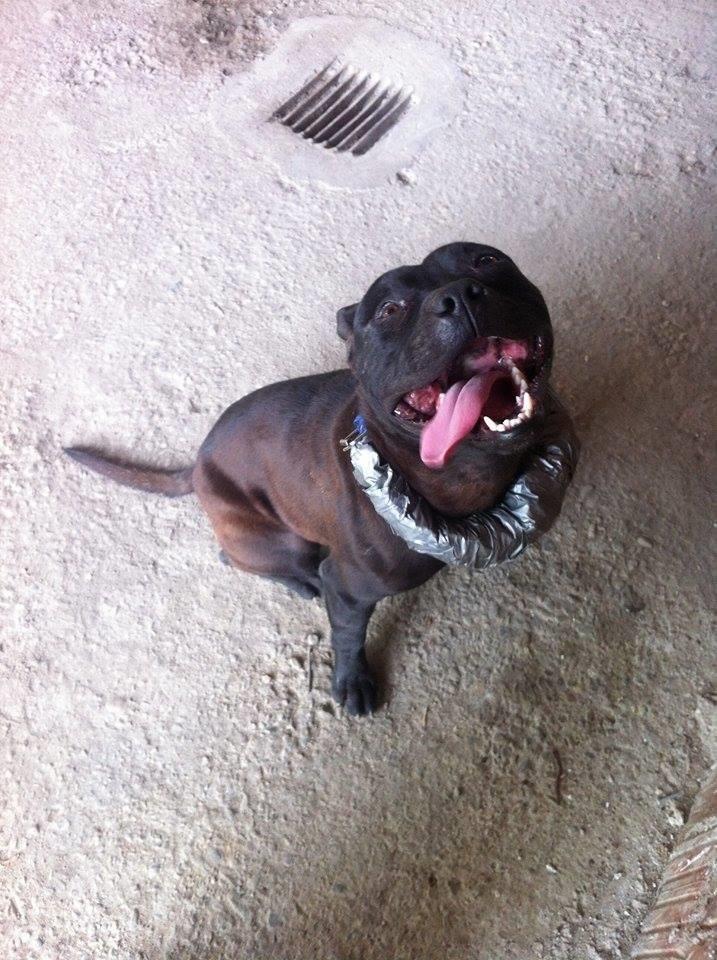 Pitbull-mashkell