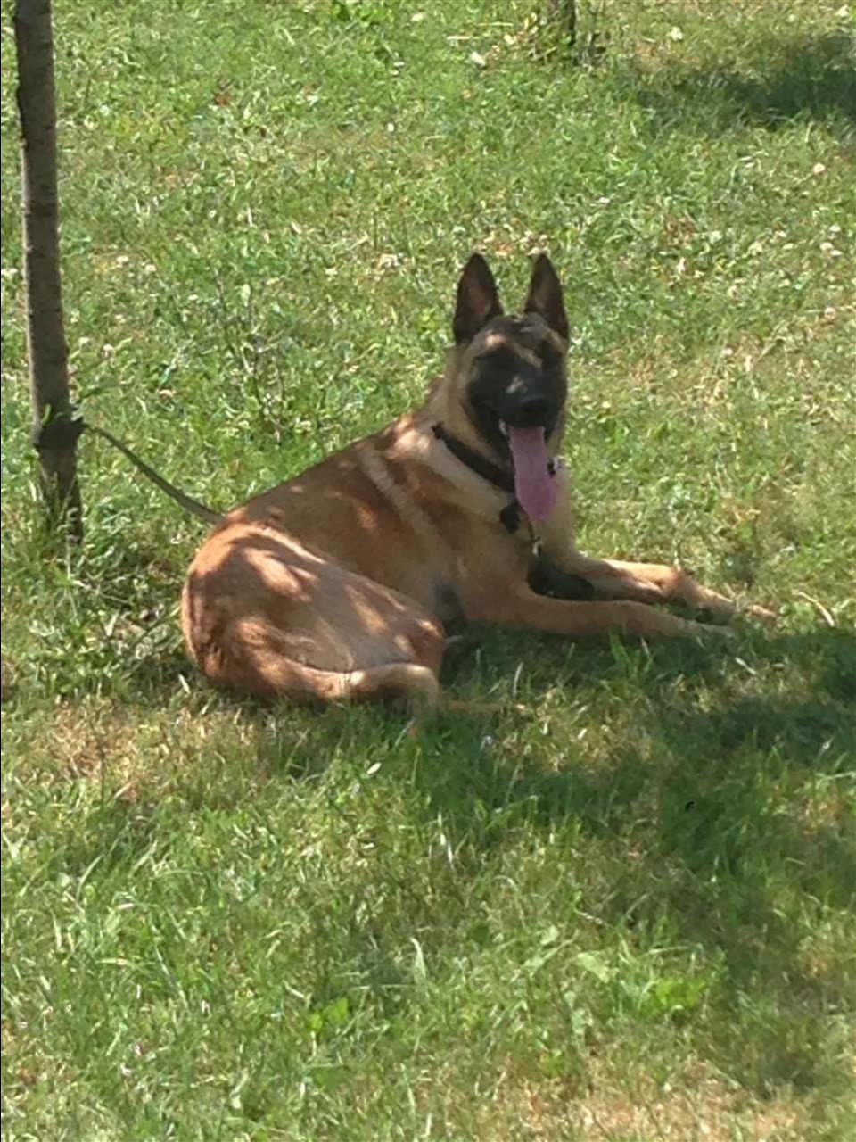 belg-malinois