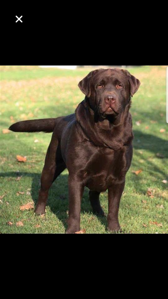 Labrador