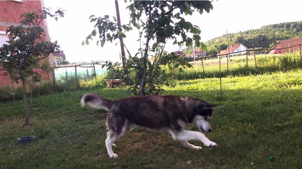 Haski