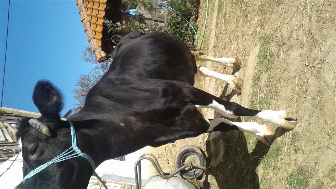 Lope-