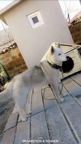 Hasky