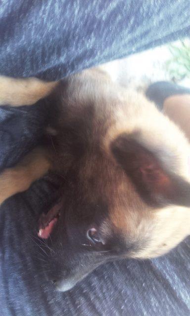 Malinois-belg-