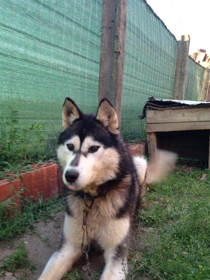 Haski