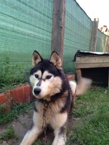 Haski