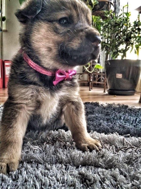 Per-adoptim-URGJENT--