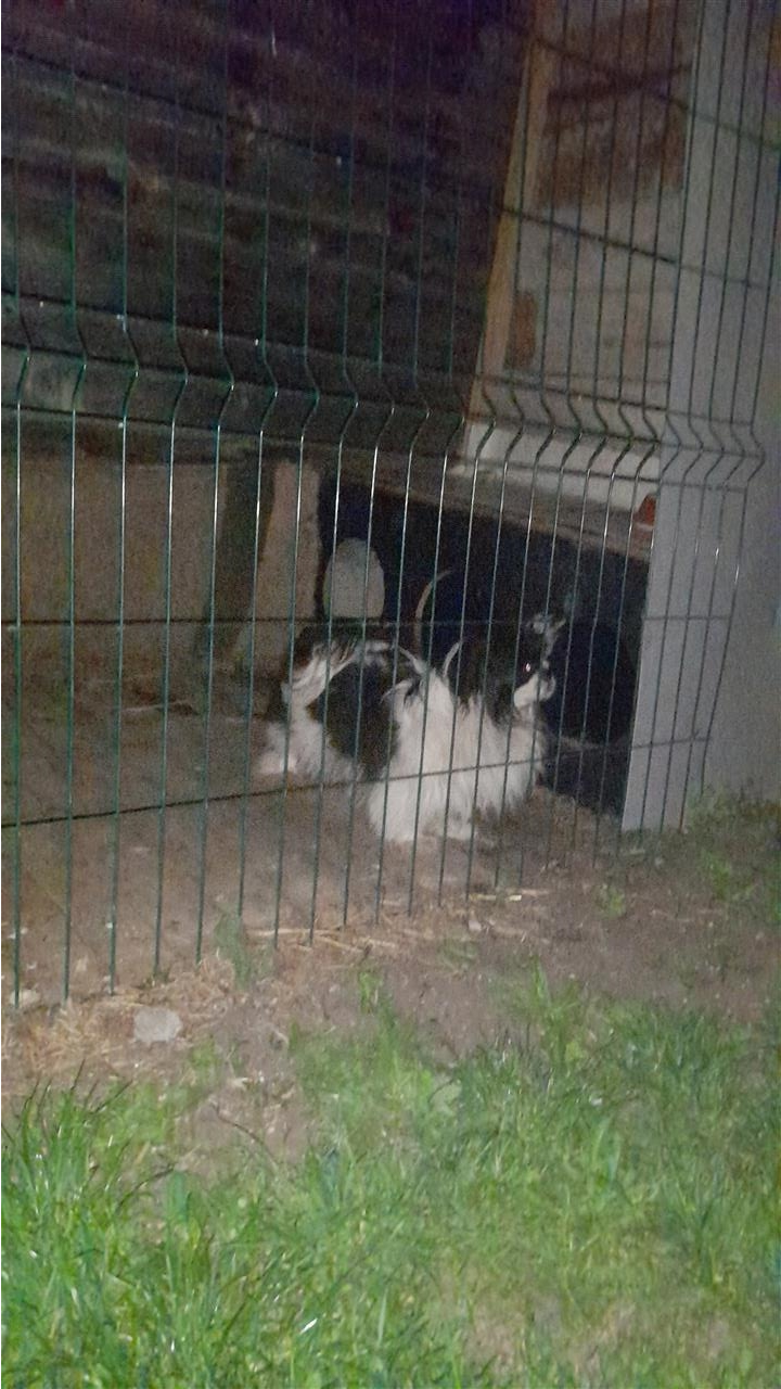 Piknizera-shitje
