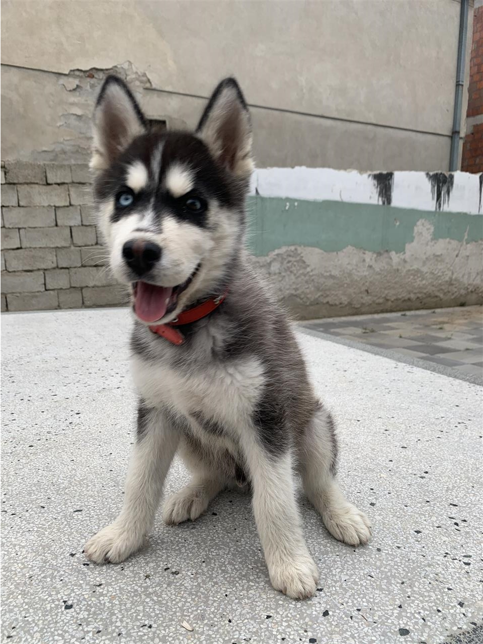 Husky-